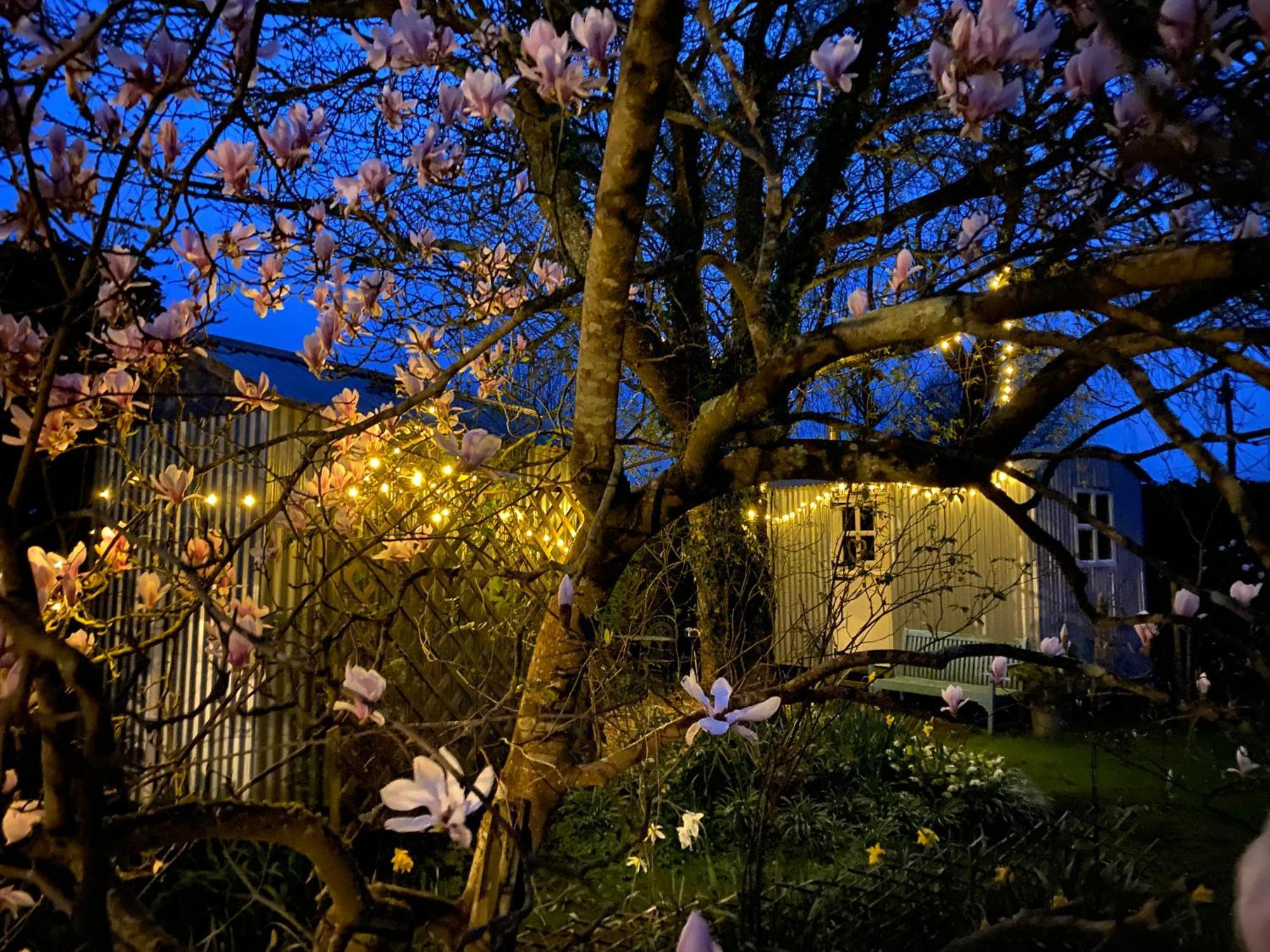 The Wayside Shepherd Hut بوليو المظهر الخارجي الصورة